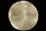 Large, Pyrite Sun - Sparta, Illinois #91010-1